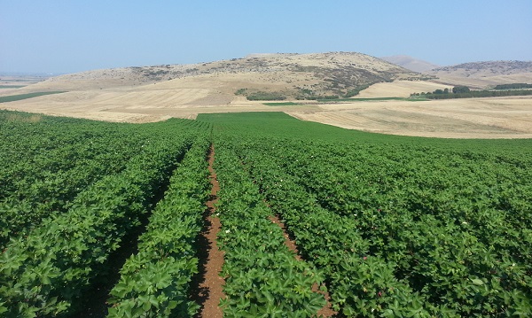 Campo
