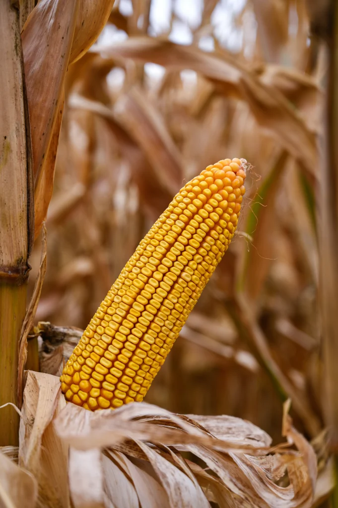 Egean | FAO 680