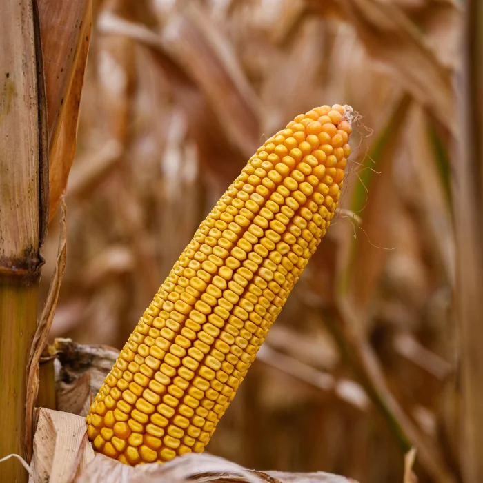 Egean | FAO 680