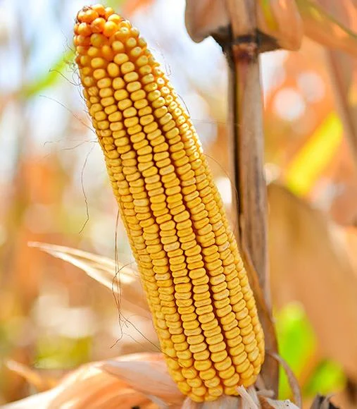 Korduna | FAO 660