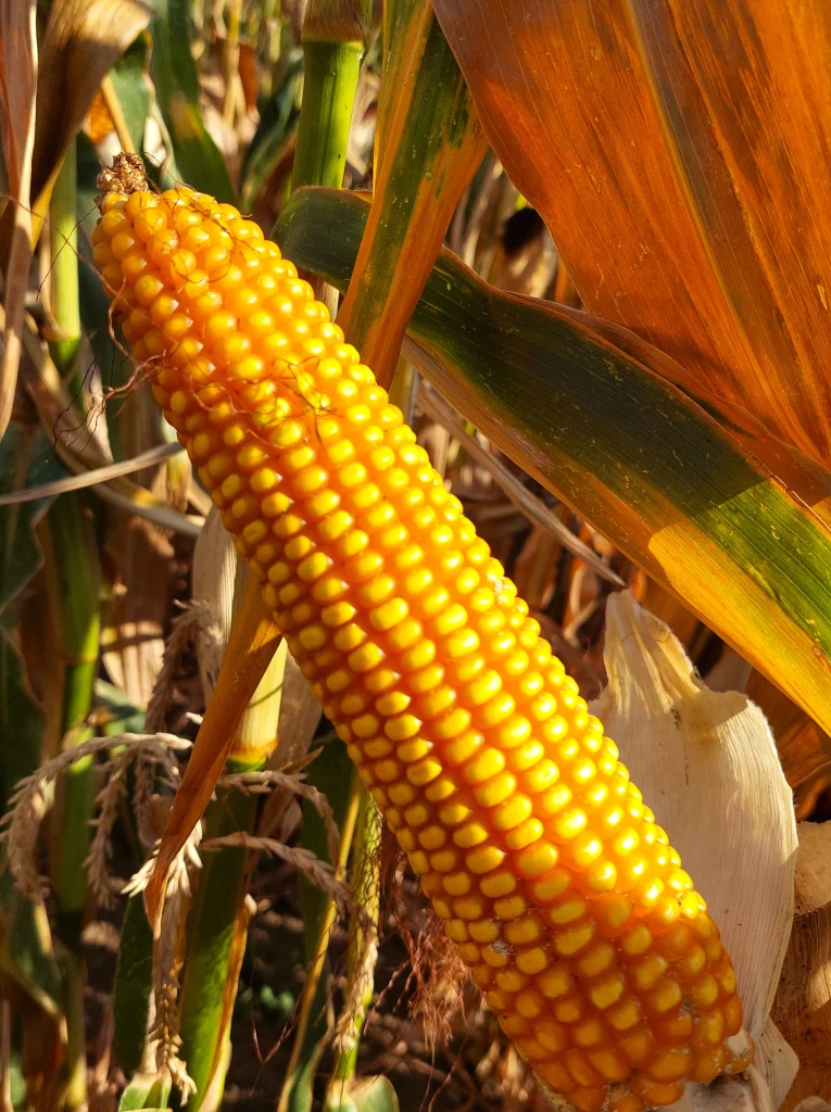 GW2063 | FAO 180