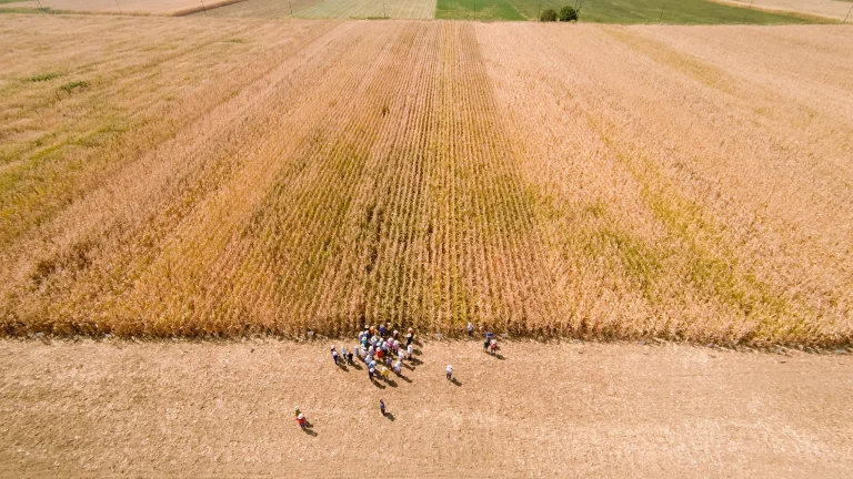 Field Days 2024