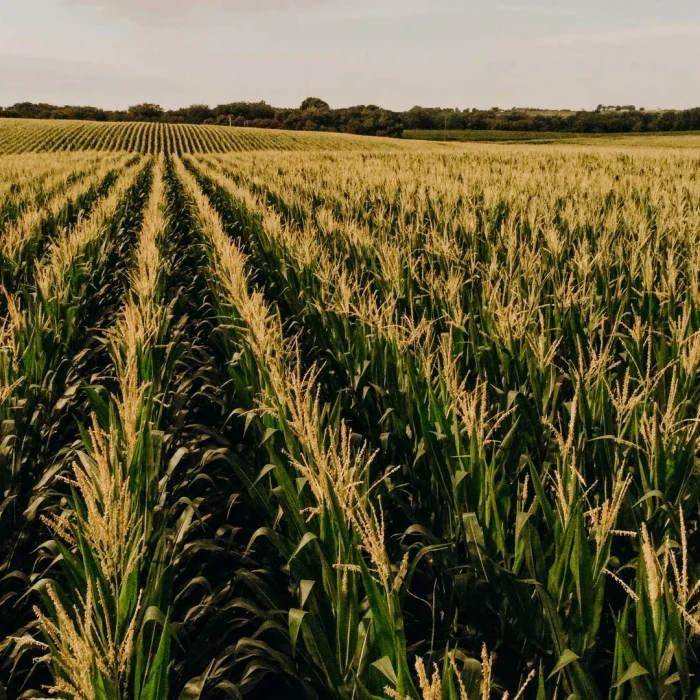 Drought-resistant hybrids