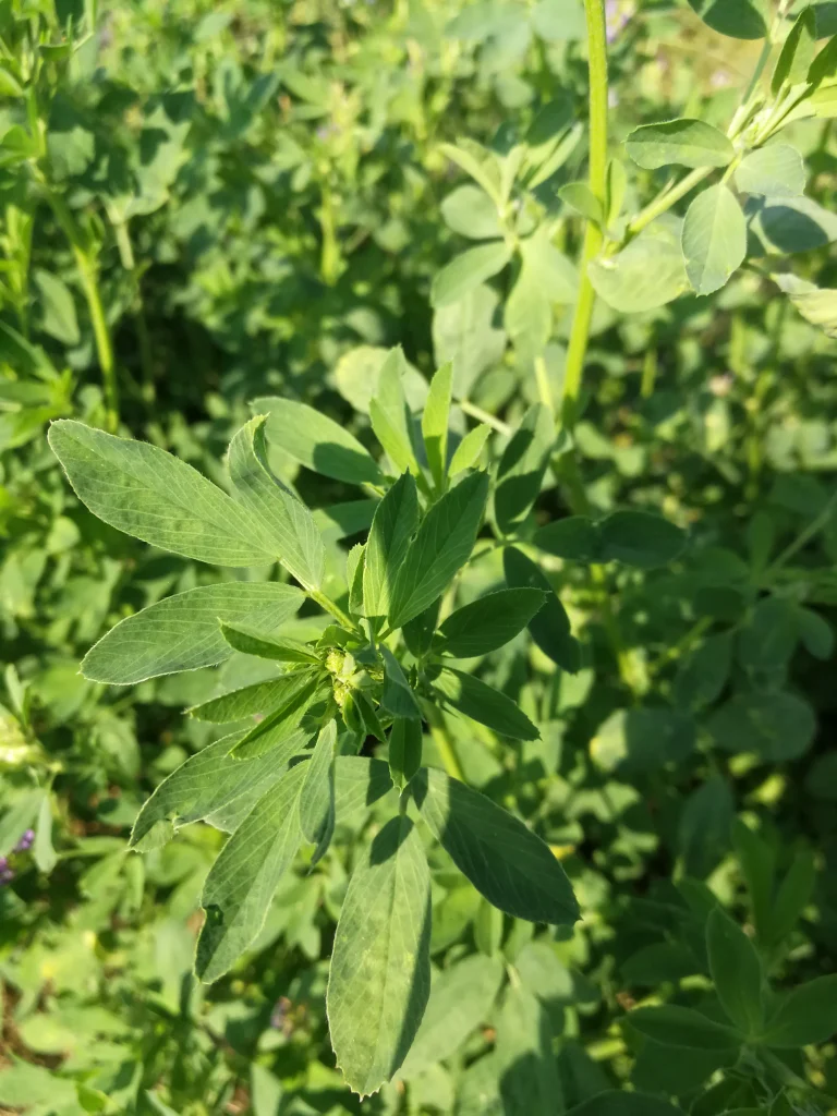 Alfalfa Nefeli